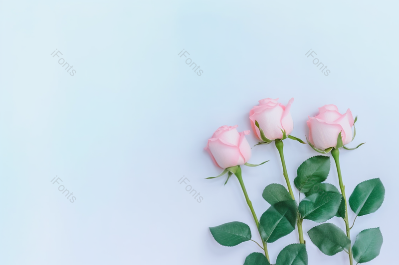 淡蓝色干净的背景下几朵玫瑰花节日礼物,高清,摄影图,摄影图片,图片大全,摄影图免费下载